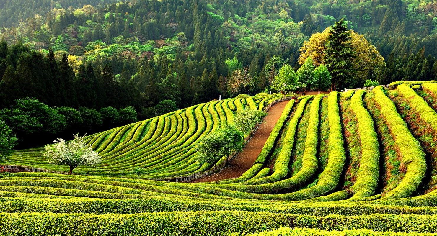 Vẻ đẹp xanh mát ở cánh đồng trà Boseong.