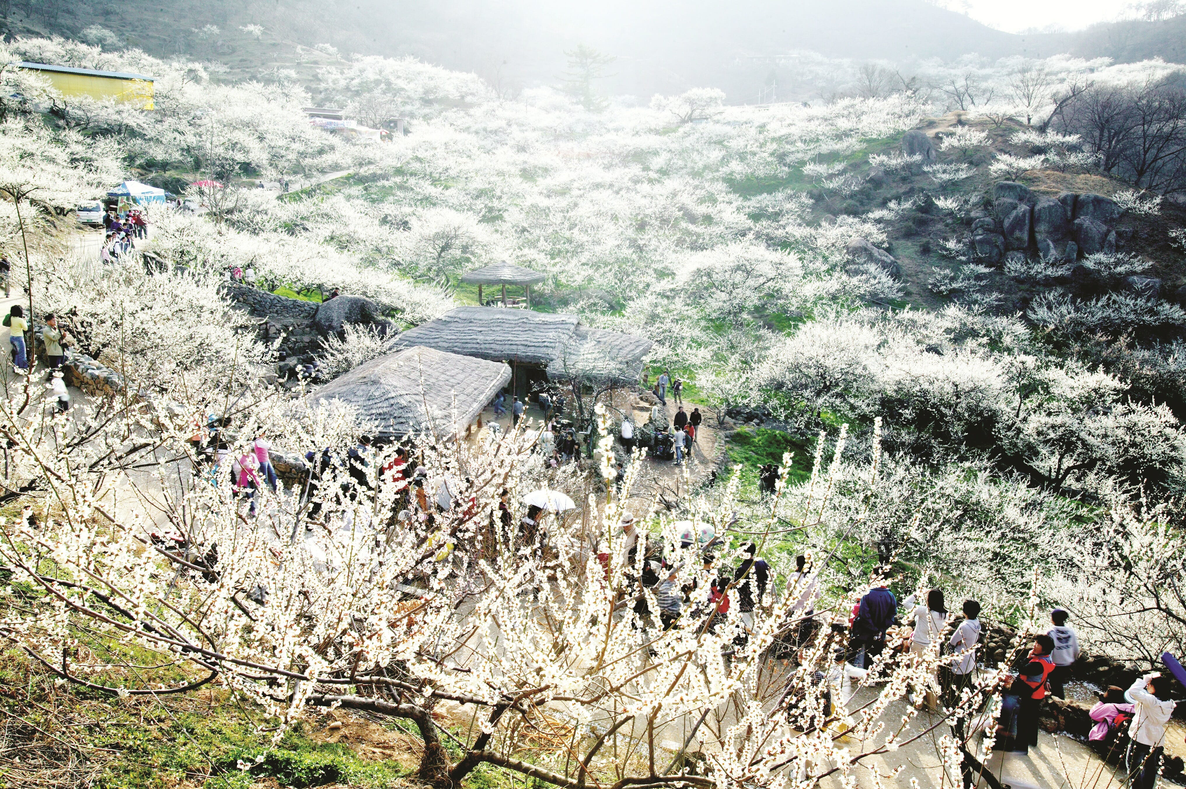 Lễ hội hoa anh đào tỉnh Gyeongnam