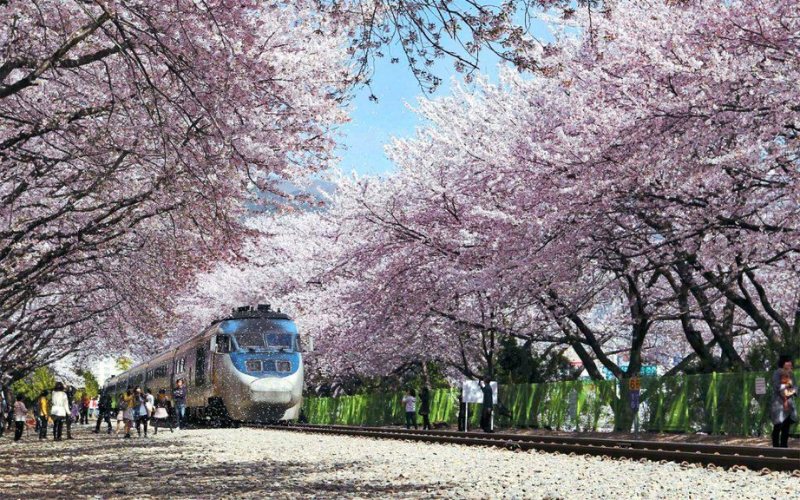 Ngắm hoa anh đào tại Jinhae