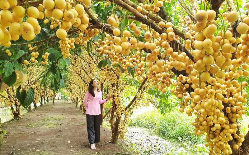 Vườn trái cây Chín Hồng