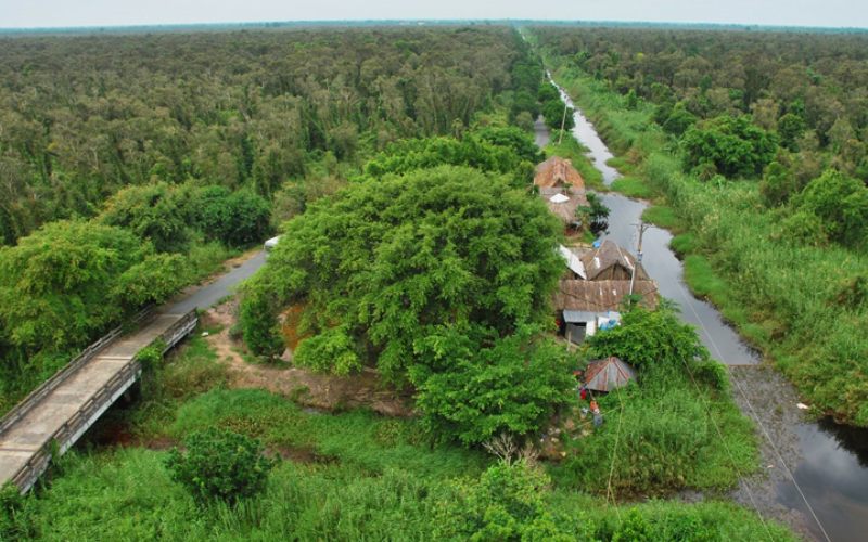 Rừng tràm U Minh Hạ