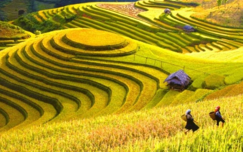 lao chải mùa lúa chín