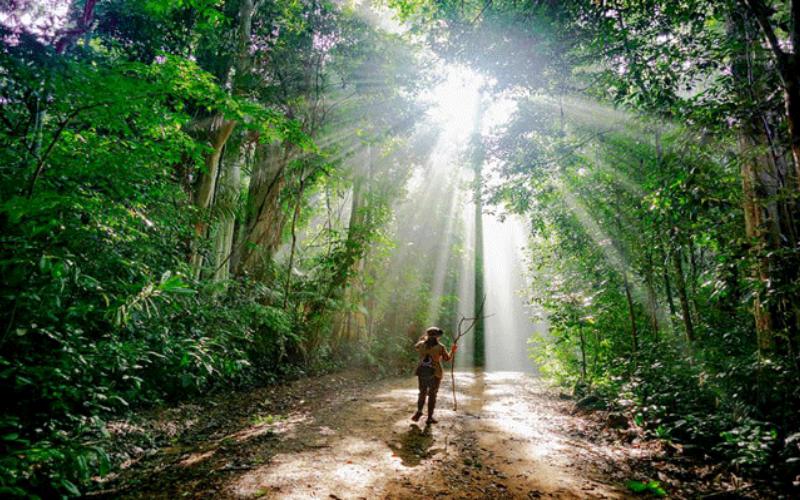 Trekking xuyên rừng nguyên sinh