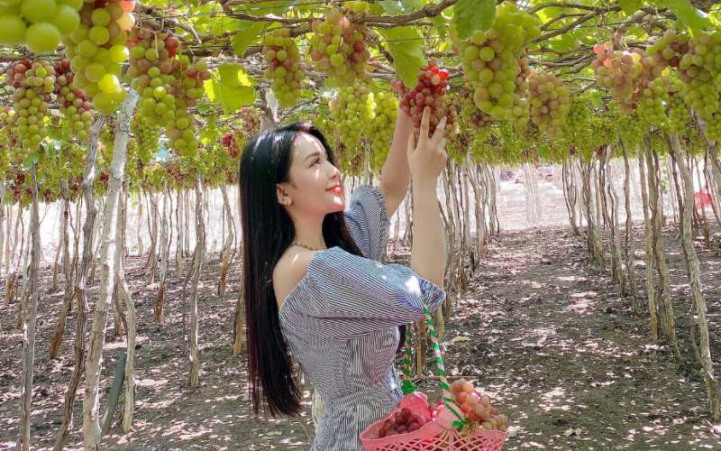Vườn nho Thái An