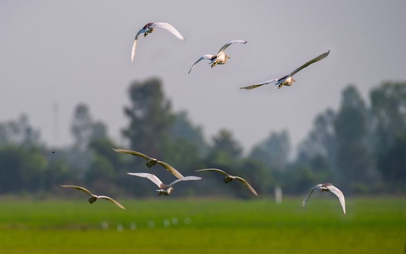 Chiêm ngưỡng đàn cò gáo giồng