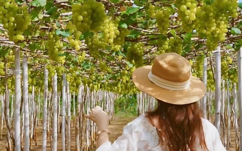du lịch vườn nho Ninh Thuận