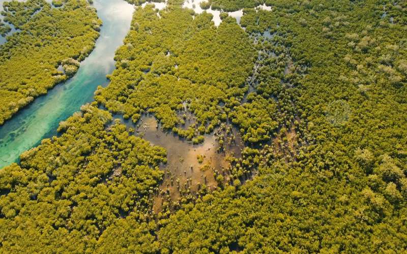 rừng ngập mặn Siargao Philippines