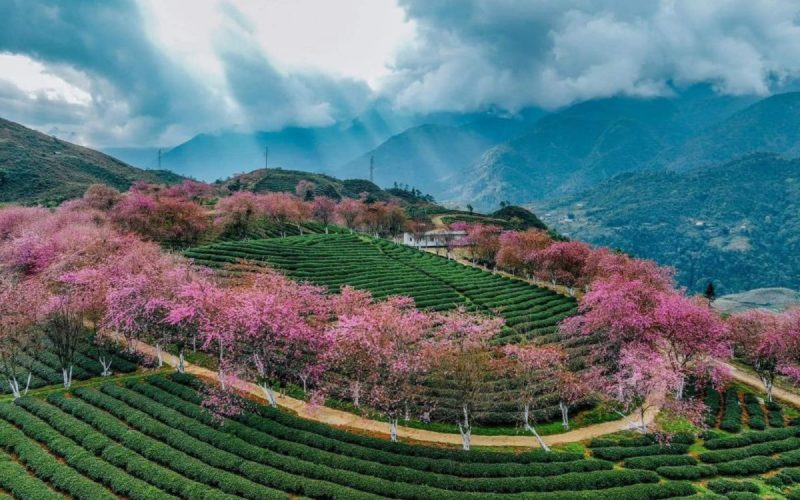 Sapa mùa hoa