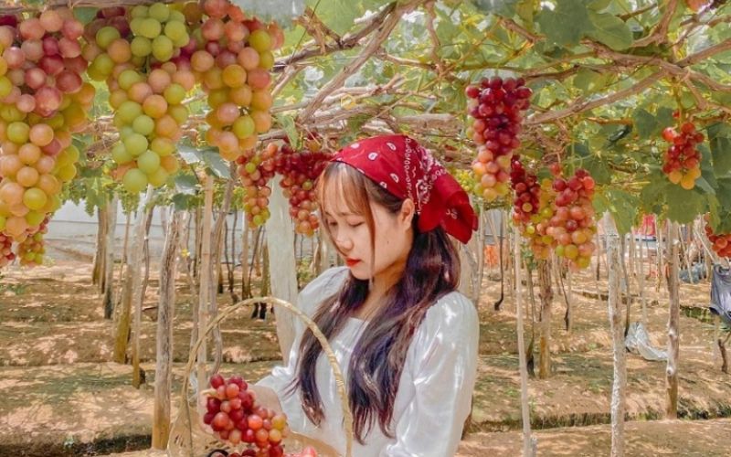 Vườn nho Ba Mọi