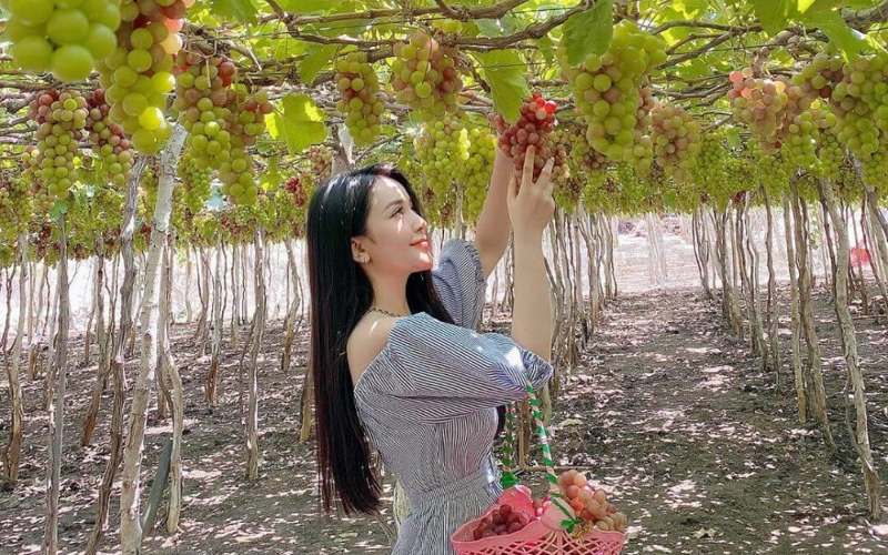 vườn nho ninh thuận