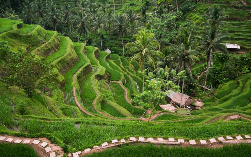 Ruộng bậc thang ở Tegalalang