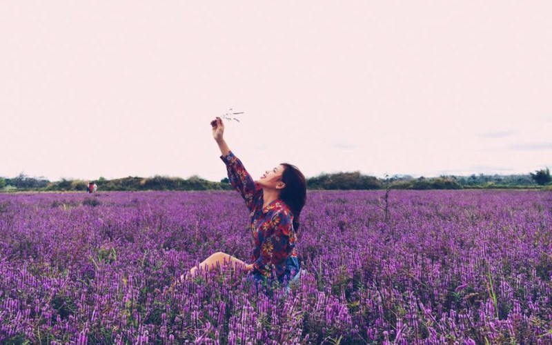 cánh đồng Lavender