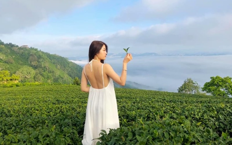 đồi chè cầu đất