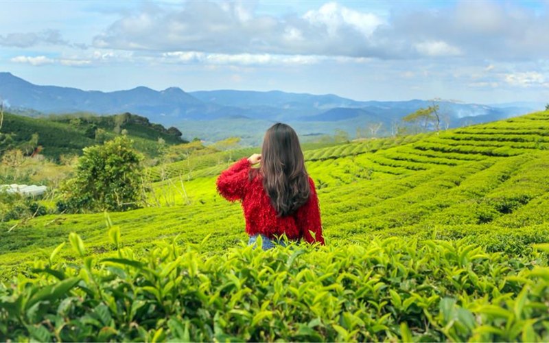 khái quát đồi chè Cầu Đất