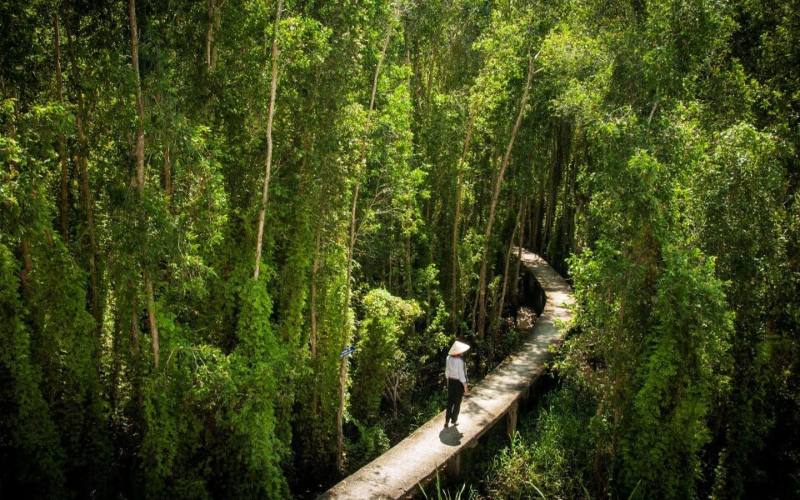 rừng tràm Tân Lập