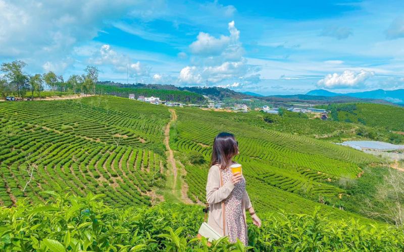 tham quan đồi chè Cầu Đất