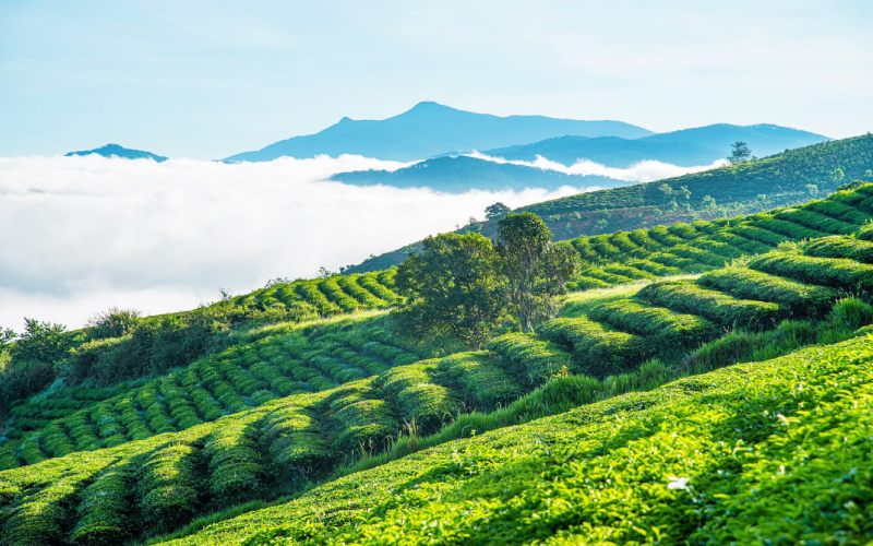 Đồi chè Cầu Đất Đà Lạt - các điểm tham quan tại Đà Lạt