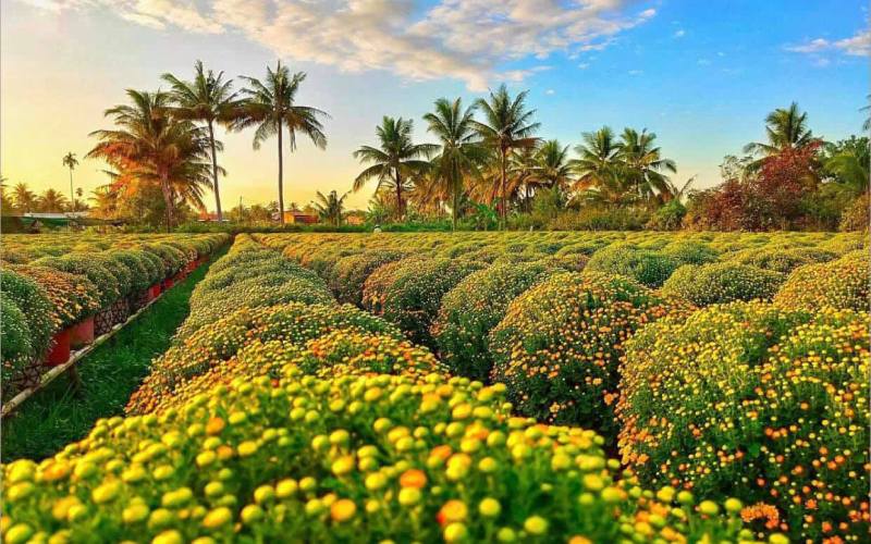 Giới thiệu về Làng hoa Sa Đéc