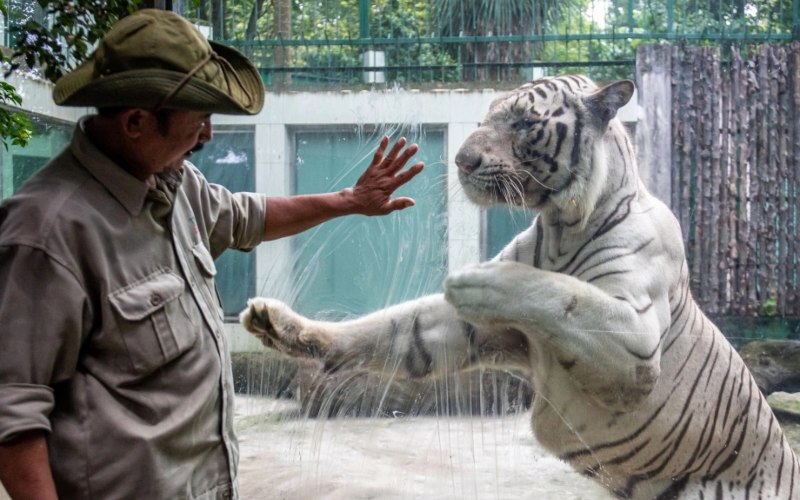 hổ trắng ở thảo cầm viên sài gòn