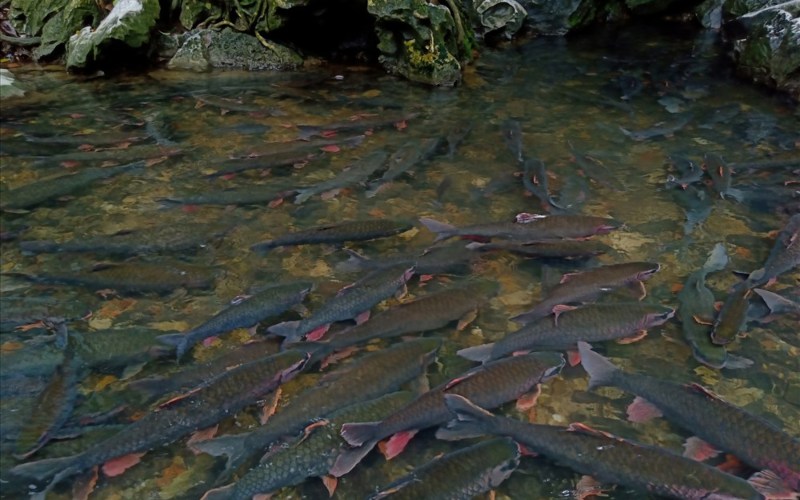 suoi-ca-than-cam-luong